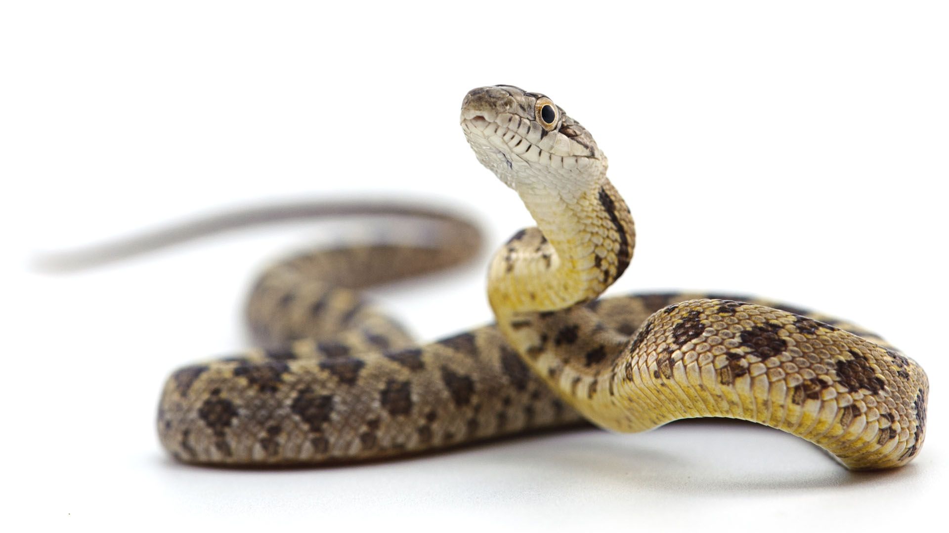 První pomoc při uštknutí zmijí